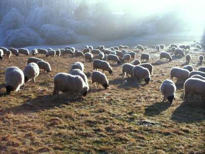 Schafe_003