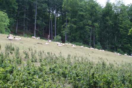 Schafe_005