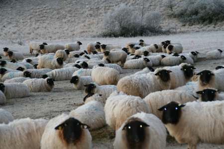 Schafe_007